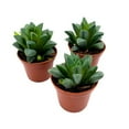 thumbnail image 4 of Haworthia African Emeralds, 2 inch Set of 3, Haworthia Retusa Tiny Mini Pixie Plants, 4 of 7