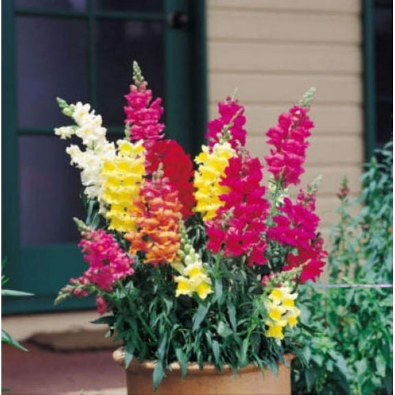 2000 BABY SNAPDRAGON Toadflax Linaria Flower Seeds