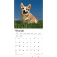thumbnail image 3 of Pembroke Welsh Corgis | 2024 12x24" (Hanging) Wall Calendar | BrownTrout, 3 of 8