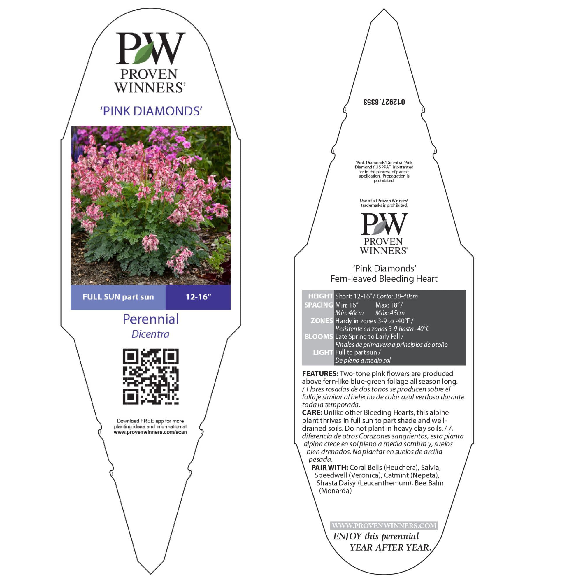 Proven Winners 6" 'Pink Diamonds' Fern-leaved Bleeding Heart Live Plant in 7.5" Pot