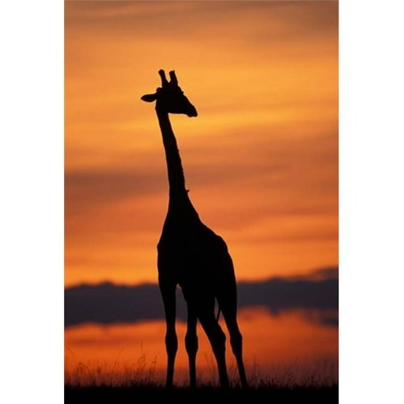 Danita Delimont PDDAF21PSO0209B Giraffe Silhouetted Masai Mara Game Reserve Kenya Poster Print by Paul Souders, 12 x 17