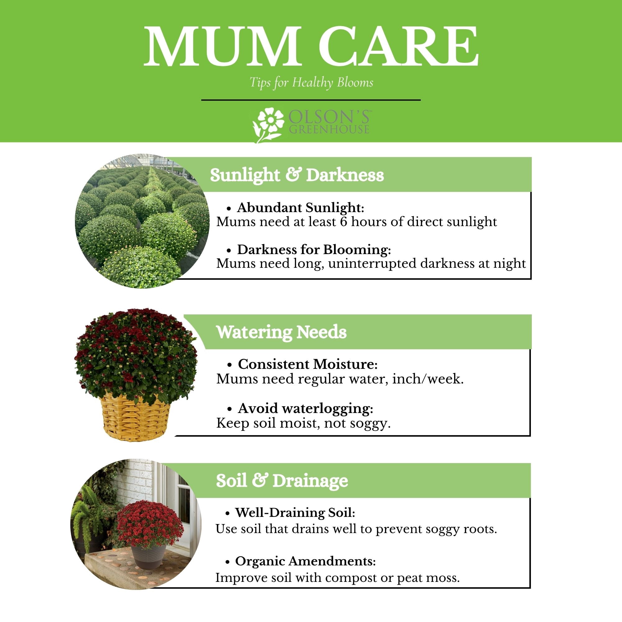 Expert Gardener White Garden Mum in 2 Quart Black Pot - Full Sun Plant