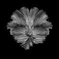 thumbnail image 2 of Halil, Andi 26x26 White Modern Wood Framed Museum Art Print Titled - The Flower Of Tail, 2 of 4