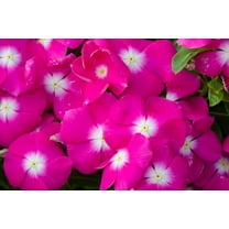 Seedville 100 Dwarf Rose Periwinkle Flower Seeds