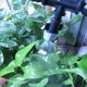thumbnail image 4 of Greenhouse Micro Drip Irrigation Kit Distribution Tubing Drip Emitters Watering Set for Atomization Lawn Irrigation Patios, 4 of 5
