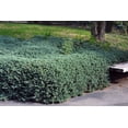 thumbnail image 3 of Juniper Bar Harbor - 3 Live Gallon Size Plants - Juniperus Horizontalis - Drought Tolerant Cold Hardy Evergreen Groundcover, 3 of 9