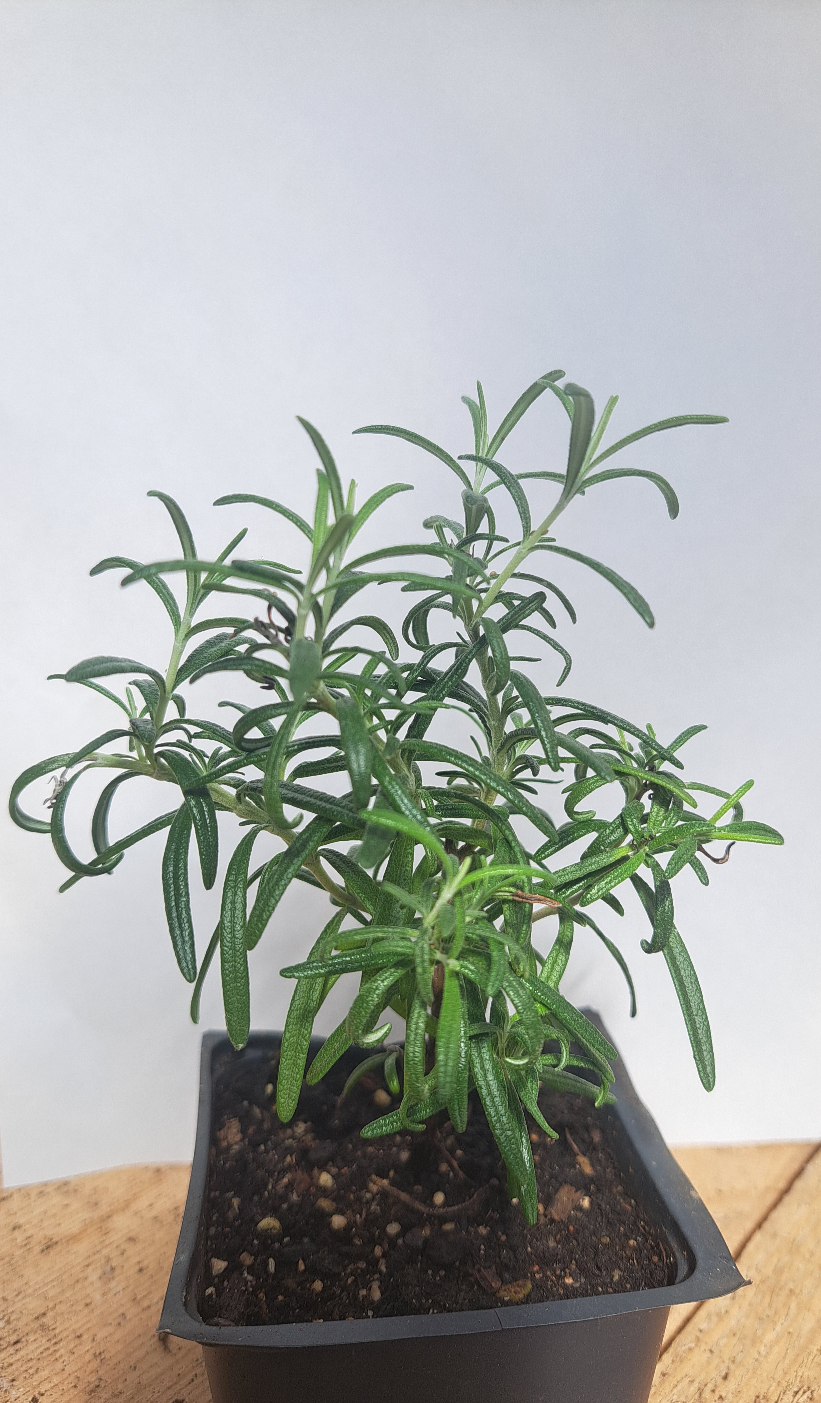 Upright Rosemary Plant, (Rosemarinus officinalis) 2.5 inch pot