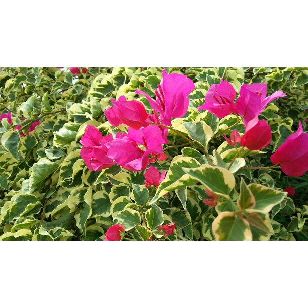 Canvas Print Pink Flowers Flora Bougainvillea English Ivy Petals Stretched Canvas 10 X 14 Walmart Com Walmart Com Canvas Print Pink Flowers Flora Bougainvillea English Ivy Petals Stretched Canvas 10 X 14 Walmart Com Walmart Com