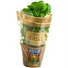 Sweetwater Growers Potted Basil
