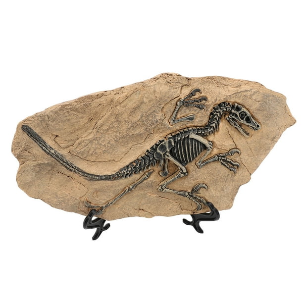 Modelo Fósil de Dinosaurio, Decretación del Hogar Dinosaurio Equeleto Figura FÓsil para la ventana de exposició