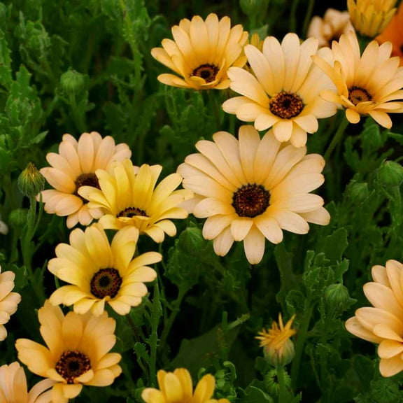 Outsidepride African Daisy Salmon Flower Seed - 2000 Seeds