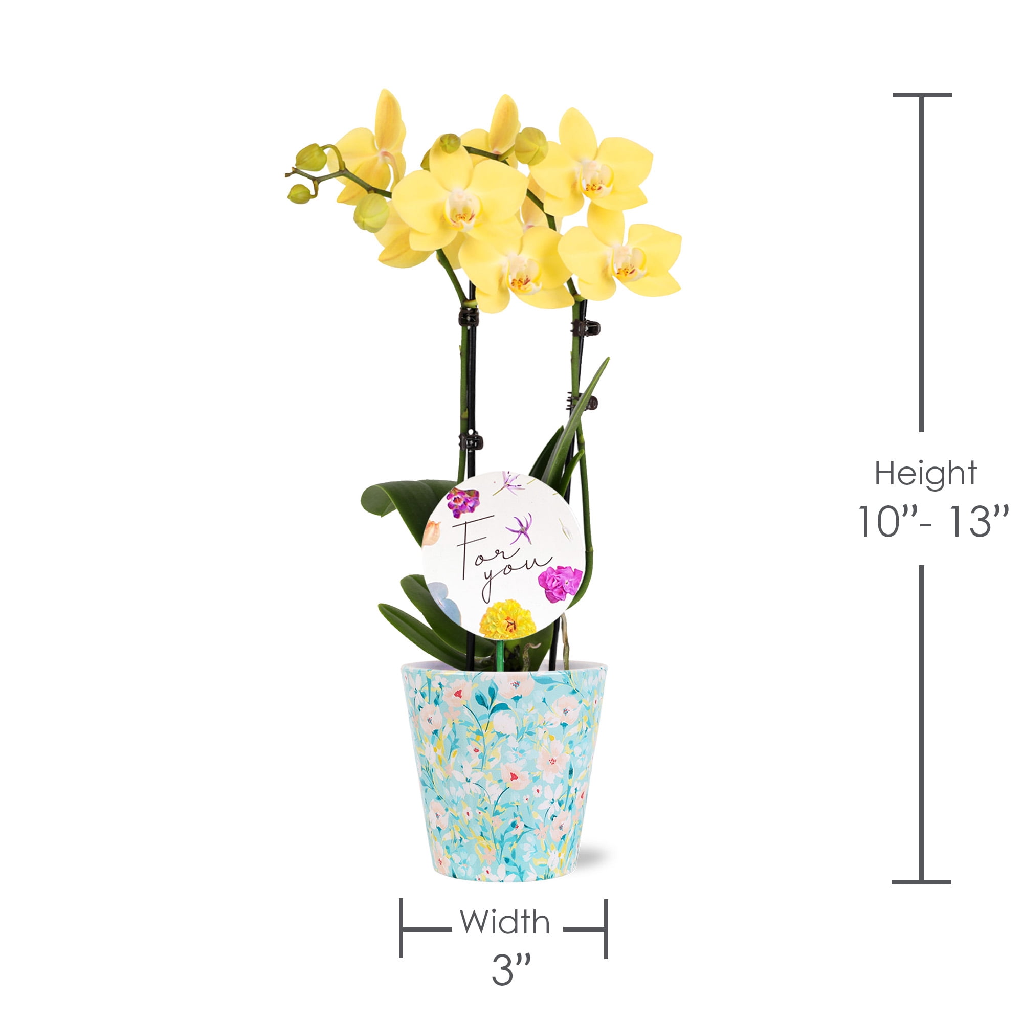 Green Circle Growers 3" Yellow Orchid Live Plant in Temperance Floramx Planter – Mother’s Day Gift Mini Orchid