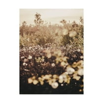 Trademark Fine Art 'Golden Field Fabrikken' Canvas Art by Design Fabrikken