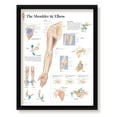 thumbnail image 1 of The Shoulder and Elbow Framed Medical Educational Informational Poster Diagram Doctors Office School Classroom 22x28 Inches, 1 of 4