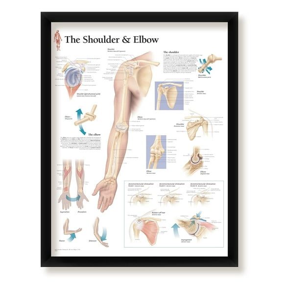 The Shoulder and Elbow Framed Medical Educational Informational Poster Diagram Doctors Office School Classroom 22x28 Inches