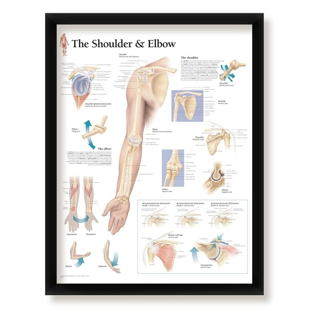 The Shoulder and Elbow Framed Medical Educational Informational Poster Diagram Doctors Office School Classroom 22x28 Inches