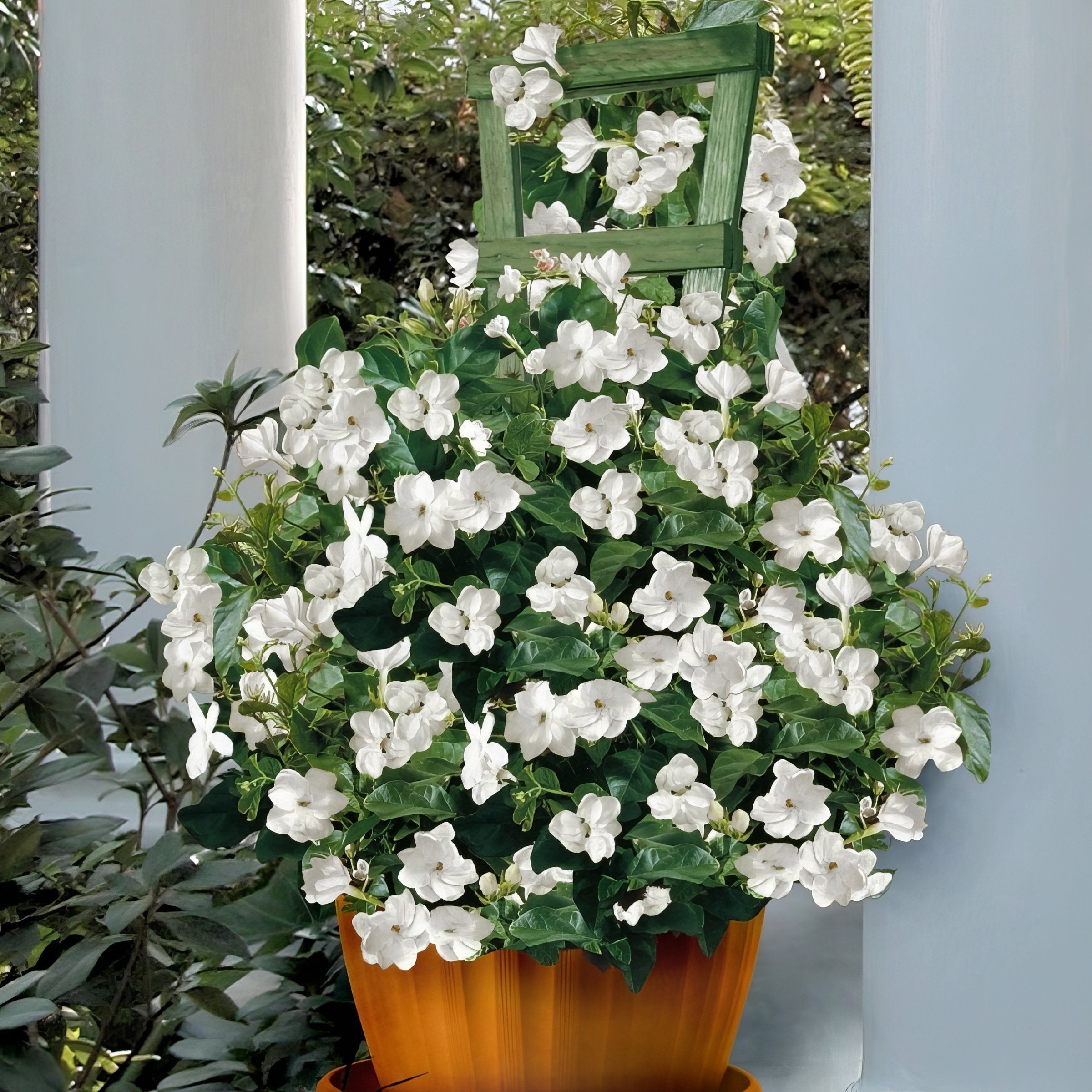 National Plant Network 4 in. Sambac Jasmine (3-Pack)