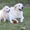 thumbnail image 4 of Juguete de baloncesto con chirriador, pelota interactiva para masticar para perros, pelota con sonido para adiestramiento de mascotas, pelota saltarina para jugar en interiores, para perros pequeños, 4 of 4