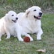 thumbnail image 4 of Juguete de baloncesto con chirriador, pelota interactiva para masticar para perros, pelota con sonido para adiestramiento de mascotas, pelota saltarina para jugar en interiores, para perros pequeños, 4 of 4