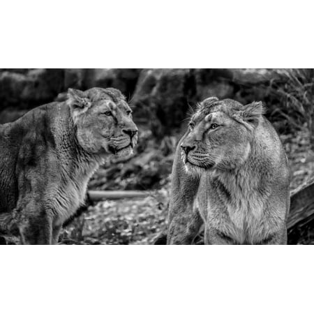 Framed Art For Your Wall Wildcat Predator Lion Lioness Cat Wild