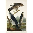 thumbnail image 2 of Audubon, John James 11x14 Gold Ornate Wood Framed with Double Matting Museum Art Print Titled - Goshawk and Stanley Hawk, 2 of 4