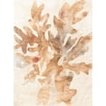 thumbnail image 2 of Vess, June Erica 25x32 White Modern Wood Framed Museum Art Print Titled - Parchment Coral IV, 2 of 4