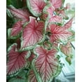 thumbnail image 5 of Blue Buddha Farm: Florida Sweetheart Caladium (2 Bulbs) - Easy to Grow Indoor or Outdoor Perennial Plant, 5 of 12