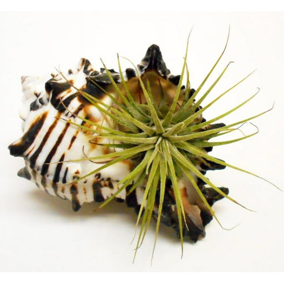 One Beautiful Murex Airplant Kit (Tillandsia) 4" Coastal Beach Cottage Decor