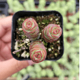 thumbnail image 2 of Crassula 'Baby's Necklace' Succulent Live Plant 2 Inch for Indoor Outdoor Home Office Garden Decor, 2 of 6