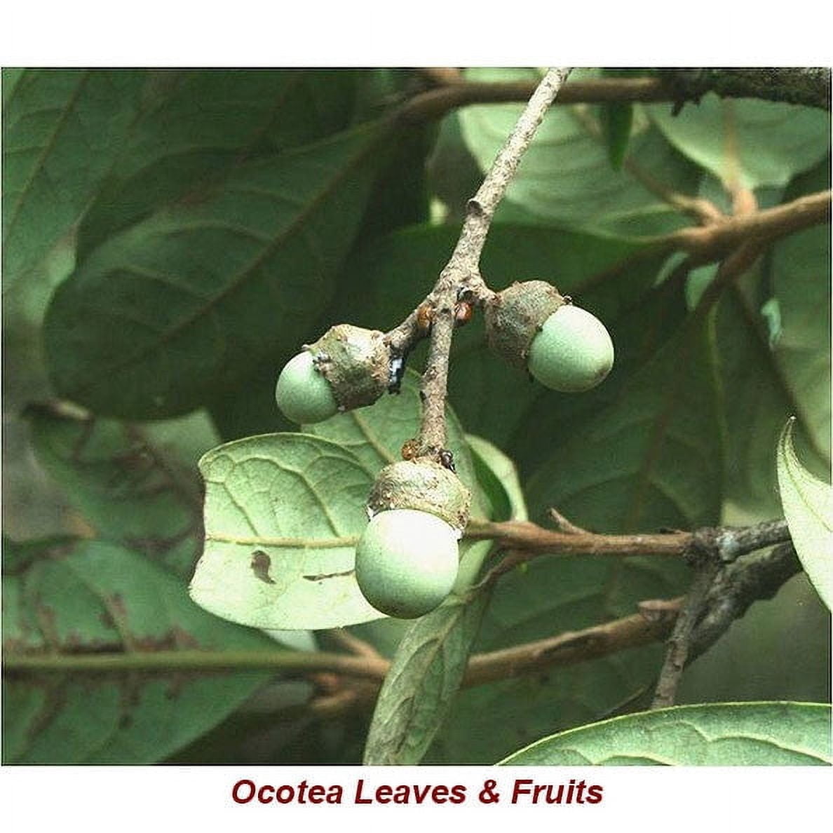 Ocotea Ishpink Essential Oil 5 ml (1/6 fl oz) - 100% Pure and Natural by Silky Scents