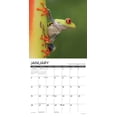thumbnail image 3 of Just Frogs 2025 12 X 12 Wall Calendar, (Paperback), 3 of 5