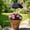 Black, variant on Plant Umbrellas for Outdoor Plants Larger Sun Shade Adjustable Angle for Garden Potted Flower 4 Pack Plant Cover from Sunlight Exposure(26"X43")