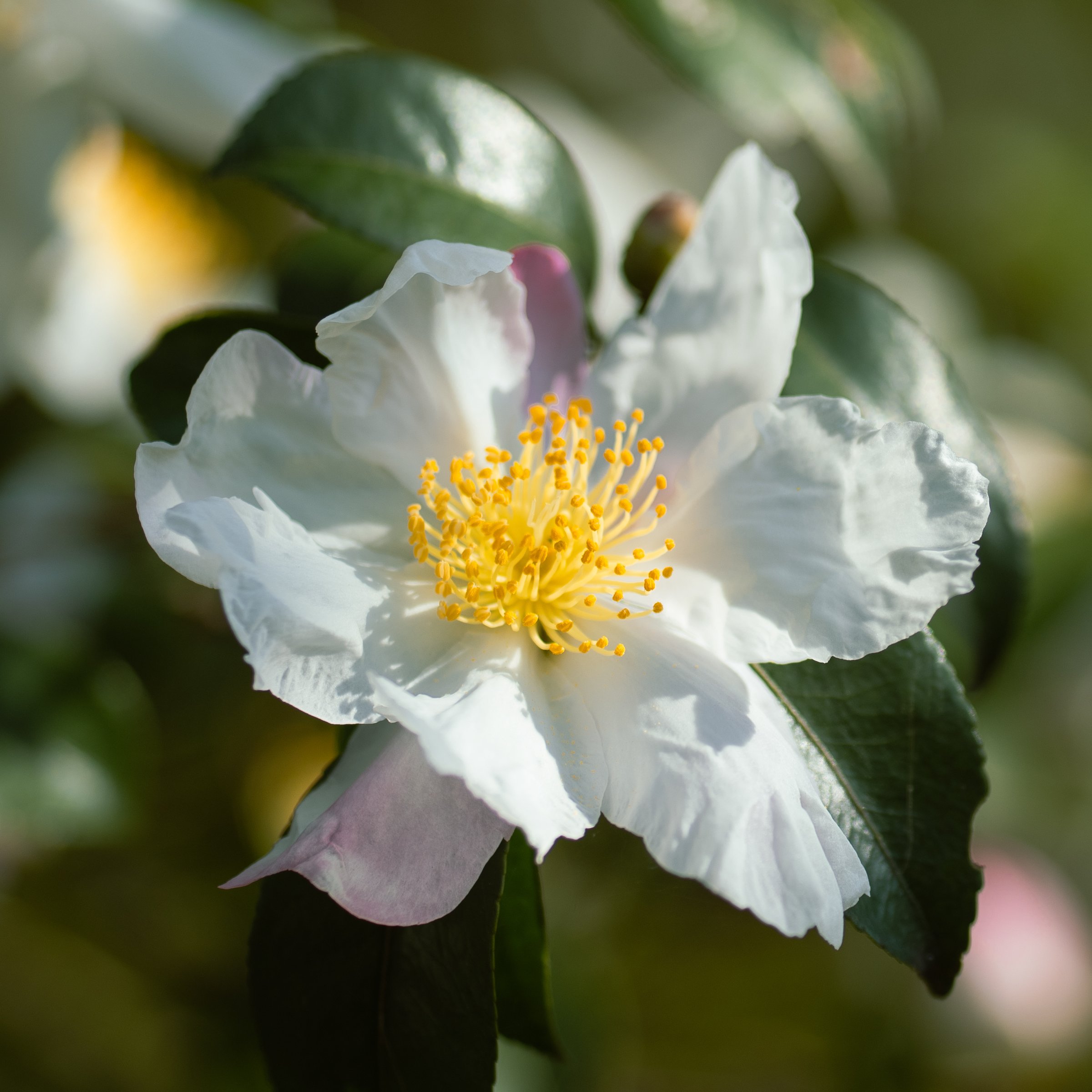 National Plant Network 3 gal. Camellia Sasanqua Northern Lights Shrub