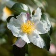 thumbnail image 2 of National Plant Network 3 gal. Camellia Sasanqua Northern Lights Shrub, 2 of 10