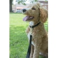 thumbnail image 2 of Country Brook Design&reg; Martingale Heavyduty Nylon Dog Collar/Double Handle Leash, 2 of 7