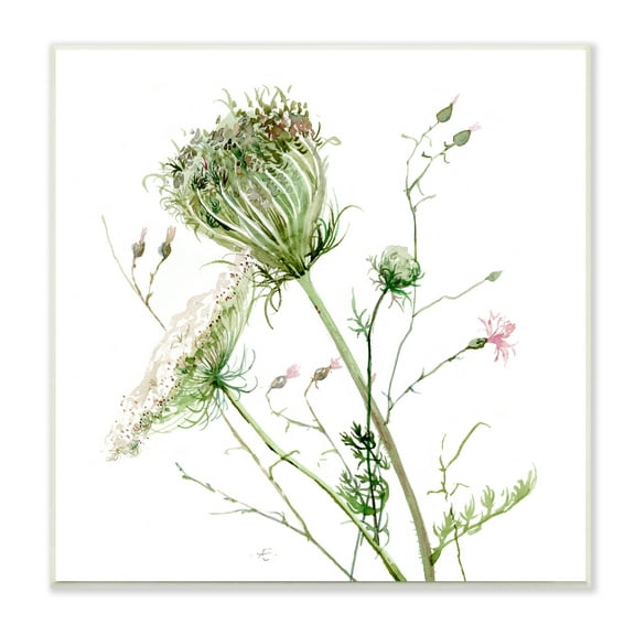 Stupell Industries Blooming Queen Anne's Lace Wildflower Watercolor Botanical & Floral Painting Unframed Art Print Wall Art, 12 x 12