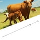 thumbnail image 1 of HERRAMIENTA DE INSEMINACIÓN DE VACAS, MENOS FUGAS DE VARILLA Inseminante Resistencia artificial A la Corrosión de Aperta 304 Acero inoxidable para granja doméstica, 1 of 7