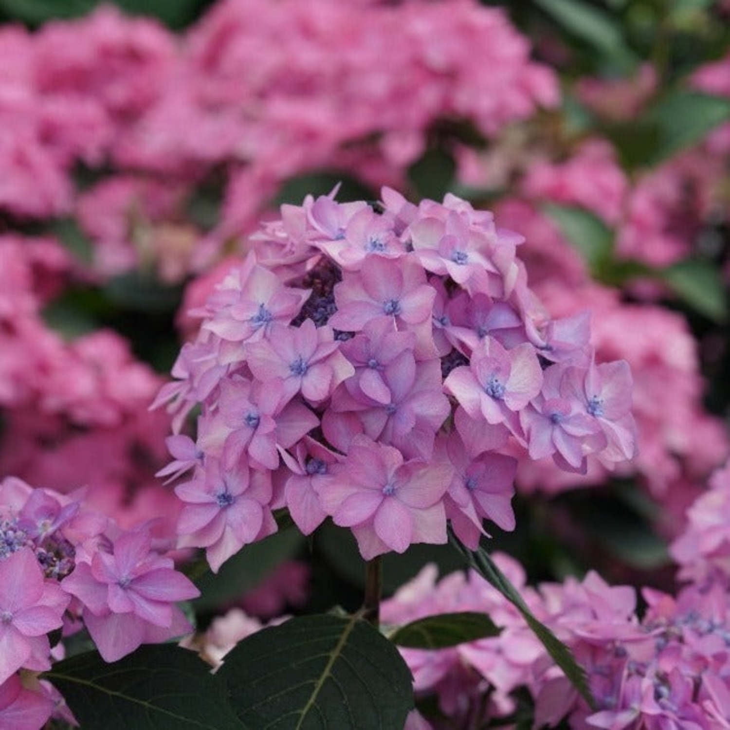 Proven Winners ColorChoice 6" Multicolor Let's Dance Can Do! Reblooming Hydrangea Live Plant in 7.5" Pot