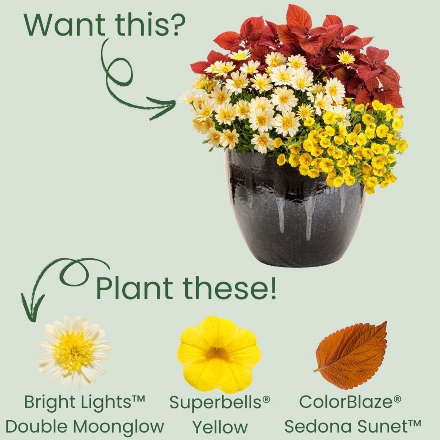 Proven Winners 4" Yellow Bright Lights Double Moonglow African Daisy Live Plant in 4.25" Pot (4 Count)