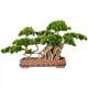 thumbnail image 1 of Árbol de bonsái artificial en maceta de cerámica cuadrada, simulación de pino de bienvenida, planta verde en maceta grande, pino falso bonsái for decoración interior/exterior, 1 of 5