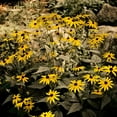 thumbnail image 2 of Nawrocke, Bruce 15x15 Gold Ornate Wood Framed with Double Matting Museum Art Print Titled - Yellow Daisies, 2 of 4