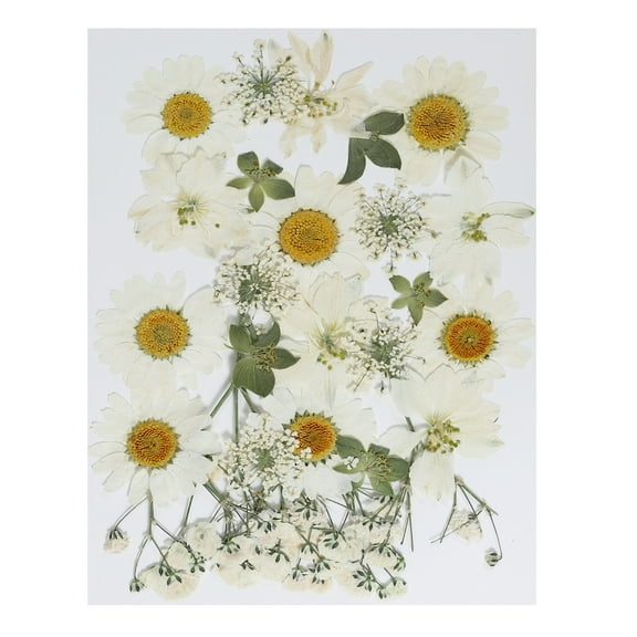 Uxcell Dried Pressed Flowers Natural Dried Flower Leave Assorted Real Pressed Flowers White Series