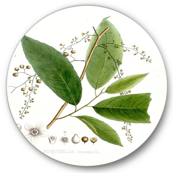 Designart 'Ancient Brazilian Plant I' Traditional Circle Metal Wall Art 36x36 - Disc of 36