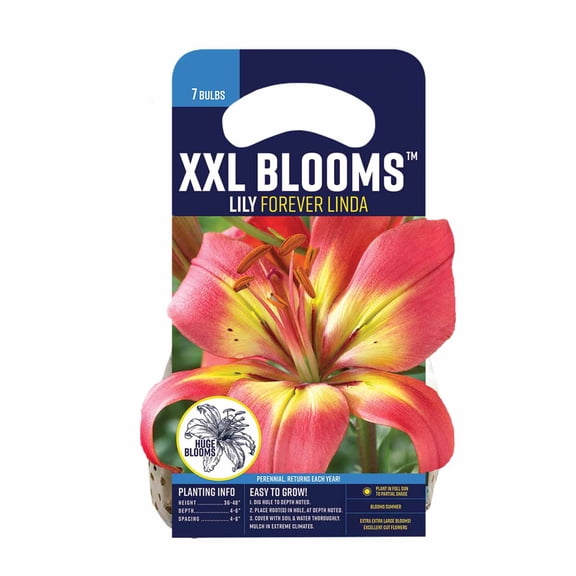 Van Zyverden Lily Forever Linda (Set of 7 Dormant Bulbs) Partial Sun, Multicolor, Perennial