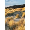 thumbnail image 2 of Frates, Dennis 11x14 Black Ornate Wood Framed with Double Matting Museum Art Print Titled - Dune Grass and Beach III, 2 of 4