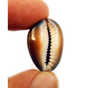 Set of 12 Snake Head Cowries Shells Seashells Beach Crafts Nautical Jewelry Coastal Cottage