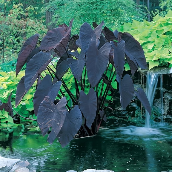 Black Magic Taro | Elephant Ears Plant for Ponds and Garden
