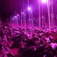 thumbnail image 3 of Lámpara de planta de interior de 18 ledes Bombilla de crecimiento de 8w E14 para vegetación hidropónica o invernadero. Afortunado Sencillez, 3 of 3