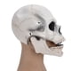 thumbnail image 5 of Máscara de calavera, máscara de calavera de Halloween, máscara de látex completa, máscara de disfraz, características mejoradas, 5 of 8