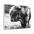 thumbnail image 3 of HIghland Bull Canvas Stretched, 0.75", 3 of 4
